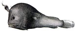 Lophodolos acanthognathus_claves.jpg